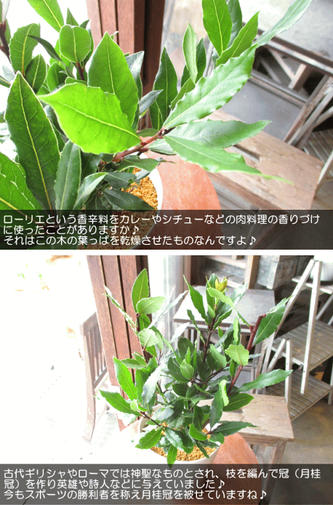 楽天市場】月桂樹 ローリエ 5号鉢サイズ 鉢植え 苗木