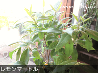 ハーブレモンマートルの木4号鉢サイズ鉢植え