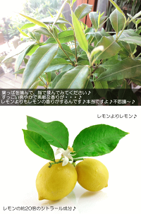 ハーブレモンマートルの木4号鉢サイズ鉢植え