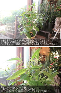 ハーブレモンマートルの木4号鉢サイズ鉢植え
