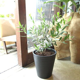 オリーブの木 2品種植え 7号鉢サイズ 黒色 セラアート鉢 ブラック 鉢植え 苗木 送料無料 薫る花 庭木 シンボルツリー 常緑樹 中型 小型