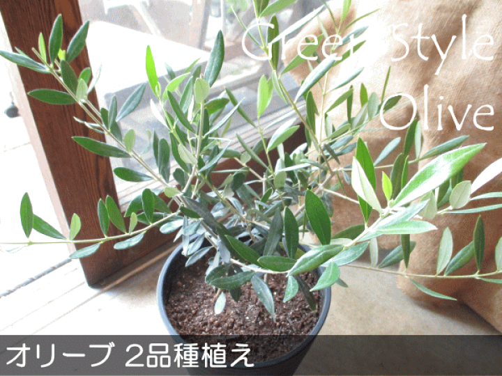 楽天市場】オリーブの木 2品種植え 7号鉢サイズ 黒色 セラアート鉢