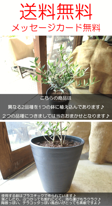 楽天市場】オリーブの木 2品種植え 7号鉢サイズ 黒色 セラアート鉢