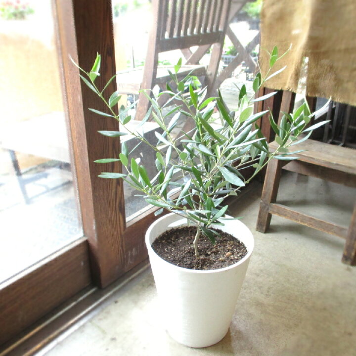 楽天市場 オリーブの木 2品種植え 7号鉢サイズ 白色 セラアート鉢 ホワイト 鉢植え 苗木 送料無料 薫る花 庭木 シンボルツリー 常緑樹 中型 小型 薫る花
