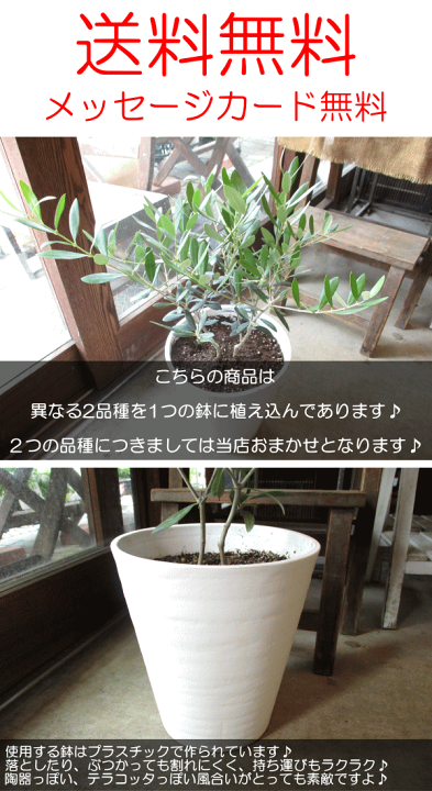楽天市場】オリーブの木 2品種植え 7号鉢サイズ 白色 セラアート