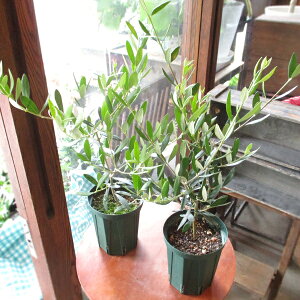 鉢植え 木 屋外の人気商品 通販 価格比較 価格 Com