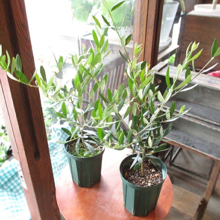 楽天市場 2品種セット オリーブの木 4号鉢サイズ 鉢植え 苗木 送料無料 薫る花 庭木 シンボルツリー 常緑樹 中型 小型 薫る花