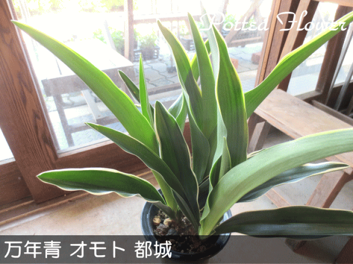 万年青 オモト 有田のおもと 宗石 5 5号鉢サイズ 鉢植え ありだ ありた 送料無料 薫る花 庭木 シンボルツリー 常緑樹 小型 ミニ 観葉植物 引越し祝いの大定番 大人気の 万年青 オモト 有田のおもと 宗石 5 5号鉢サイズ 鉢植え ありだ ありた 送料無料 薫る花 庭木 シンボルツリー 常緑樹 小型 ミニ 観葉植物 引越し祝いの大定番 大人気の