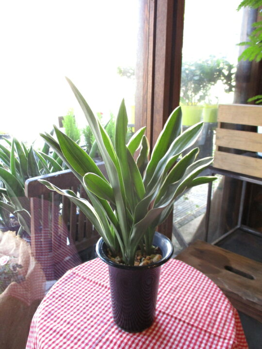 商品追加値下げ在庫復活 万年青 オモト 有田のおもと 宗石 5 5号鉢サイズ 鉢植え ありだ ありた 薫る花 庭木 シンボルツリー 常緑樹 小型 ミニ 観葉植物 引越し祝いの大定番