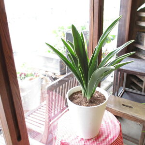 観葉植物 万年青 観葉植物の人気商品 通販 価格比較 価格 Com