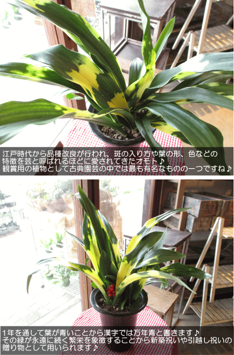 プラ鉢 万年青鉢 3.5号 【万年青、オモト、多肉植物、サボテン