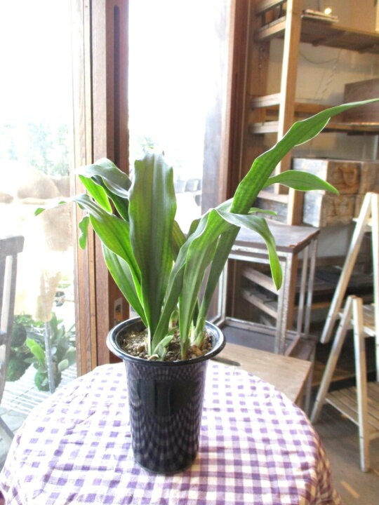 万年青 オモト 有田のおもと 宗石 5 5号鉢サイズ 鉢植え ありだ ありた 送料無料 薫る花 庭木 シンボルツリー 常緑樹 小型 ミニ 観葉植物 引越し祝いの大定番 充実の品