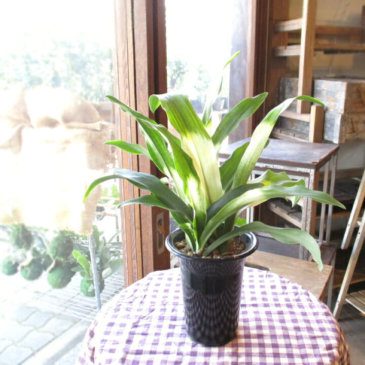 楽天市場 万年青 オモト あけぼのおもと 宗石 4号鉢サイズ 鉢植え 曙 送料無料 薫る花 庭木 シンボルツリー 常緑樹 小型 ミニ 観葉植物 引越し祝いの大定番 薫る花