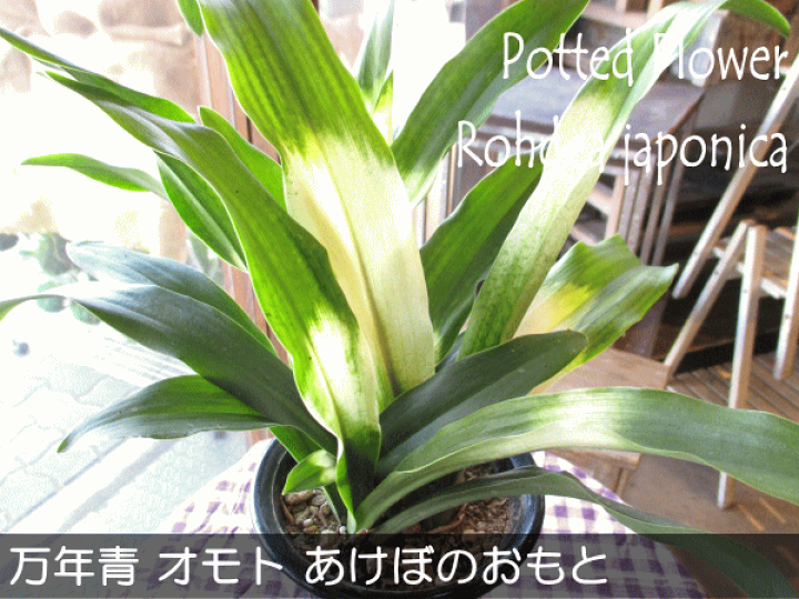 最大53 オフ 万年青 オモト おもと 都城 7号鉢サイズ 黒色 セラアート鉢 鉢植え 薫る花 庭木 シンボルツリー 常緑樹 大型 中型 引越し祝いの大定番 新築祝い