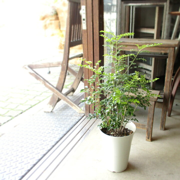 楽天市場 シマトネリコ 6号鉢サイズ 鉢植え 送料無料 薫る花 庭木 シンボルツリー 常緑樹 中型 小型 薫る花