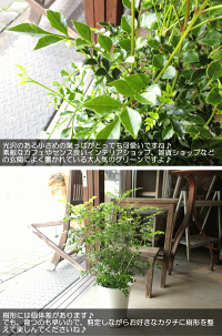 シマトネリコ6号鉢サイズ鉢植え