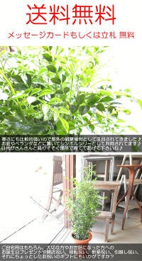 シマトネリコ6号鉢サイズ鉢植え