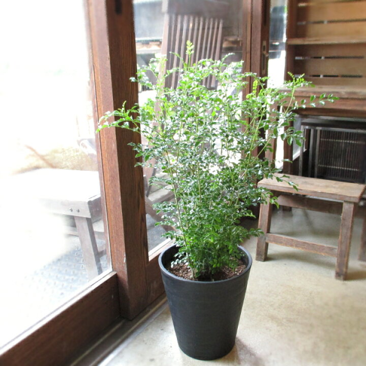 楽天市場 シマトネリコ 7号鉢サイズ 黒色 セラアート鉢 鉢植え 送料無料 薫る花 庭木 シンボルツリー 常緑樹 大型 中型 ブラック トネリコ 薫る花