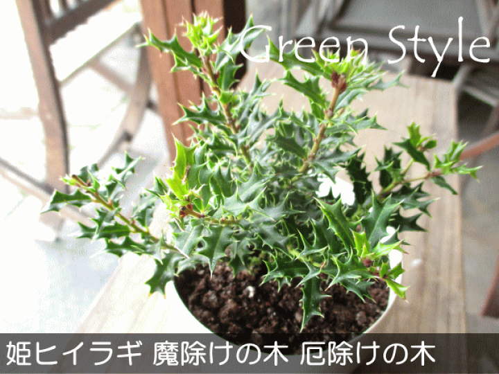 楽天市場】姫ヒイラギ 3.5号鉢サイズ 鉢植え 魔除けの木 厄除けの木