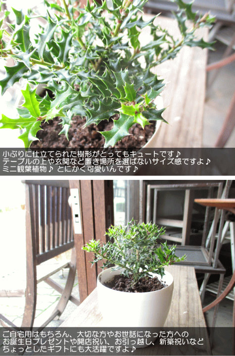 楽天市場】姫ヒイラギ 3.5号鉢サイズ 鉢植え 魔除けの木 厄除けの木