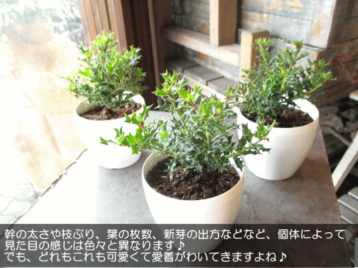 楽天市場】姫ヒイラギ 3.5号鉢サイズ 鉢植え 魔除けの木 厄除けの木