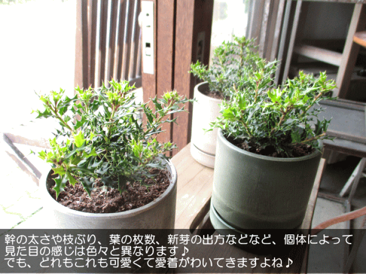 ☆数量限定☆魔除け 厄除け☆”姫ヒイラギ” ヒメヒイラギ 姫柊