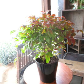 オタフクナンテン お多福南天 15本 植木 苗木 シンボルツリー 生垣 猪之助商店 猪之助商店植木 オタフクナンテン お多福南天 本 植木 苗木 シンボルツリー 生垣 Zahnarzt Franz De