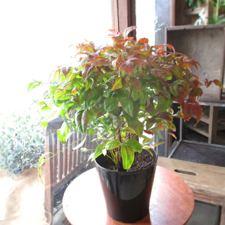 楽天市場 お多福南天 オタフクナンテン 5号鉢サイズ 鉢植え 苗木 紅葉 お多福ナンテン 送料無料 薫る花 庭木 植木 花木 シンボルツリー 常緑樹 ガーデニング 園芸 薫る花