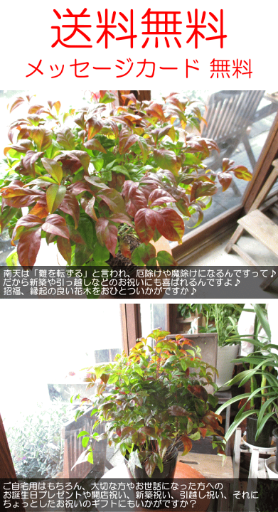 贅沢 ボリュームたっぷりおたふく南天 ５本セット 植物 観葉植物 Www We Job Com