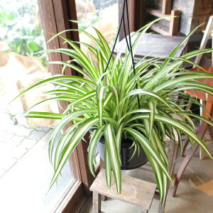オリヅルラン 観葉植物 観葉植物の人気商品 通販 価格比較 価格 Com オリヅルラン 観葉植物 観葉植物の人気商品 通販 価格比較 価格 Com