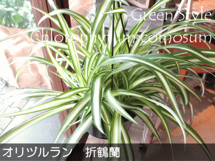 楽天市場 オリヅルラン 折鶴蘭 5号吊り鉢 鉢植え オリズルラン 吊り下げ ぶら下げ 壁掛け 送料無料 薫る花 庭木 観葉植物 おしゃれ インテリアグリーン 小型 ミニ 薫る花