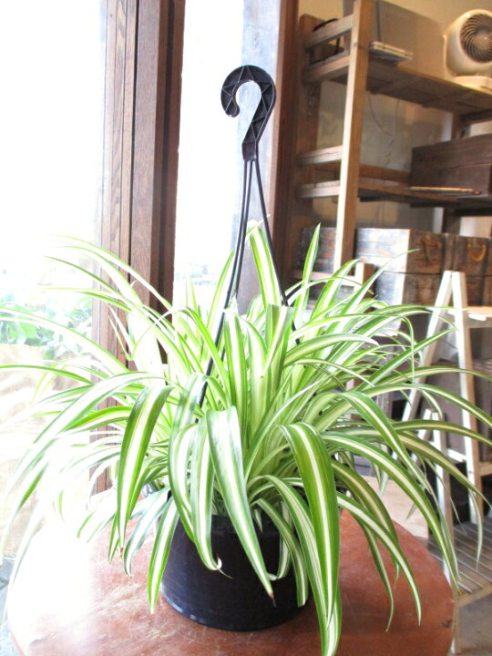 楽天市場 オリヅルラン 折鶴蘭 5号吊り鉢 鉢植え オリズルラン 吊り下げ ぶら下げ 壁掛け 送料無料 薫る花 庭木 観葉植物 おしゃれ インテリアグリーン 小型 ミニ 薫る花