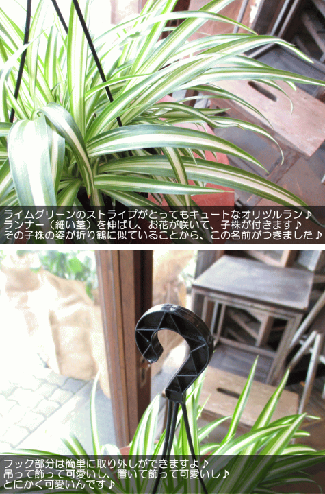 楽天市場 オリヅルラン 折鶴蘭 5号吊り鉢 鉢植え オリズルラン 吊り下げ ぶら下げ 壁掛け 送料無料 薫る花 庭木 観葉植物 おしゃれ インテリアグリーン 小型 ミニ 薫る花