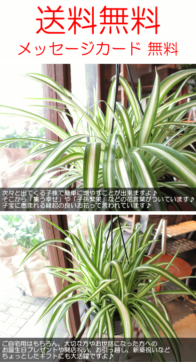 楽天市場】オリヅルラン 折鶴蘭 5号吊り鉢 鉢植え オリズルラン 吊り