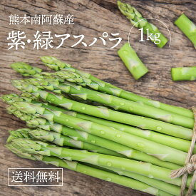 送料無料！ 当店大人気の紫・緑アスパラ1kg(熊本県南阿蘇産)　期間限定　お早めにどうぞ！