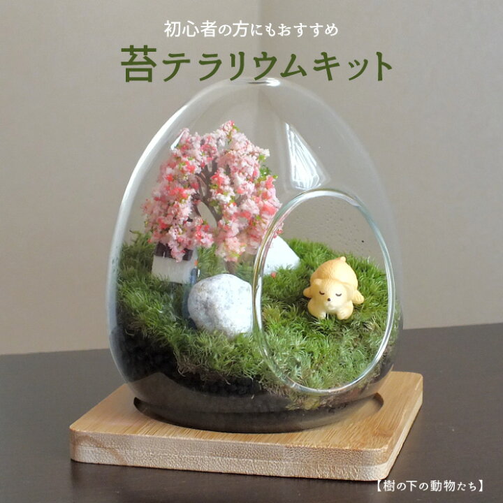 楽天市場 樹の下の動物たち 苔テラリウム 苔リウム コケリウム 盆栽 苔 手作り キット 巣ごもり おうち時間 ガーデニング 観葉植物 園芸 癒し ギフト 誕生日 プレゼント 初心者 スターターキット コンビニ受け取り 代金引換不可商品 コンフォート靴のkaradaniluck