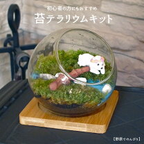 楽天市場】猫 テラリウムの通販