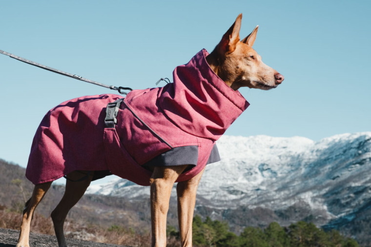 【楽天市場】フィンランドのドッグブランド【Hurtta】【フルッタ】・ドッグジャケット【エクスペディションパーカー】小・中型犬用: Karu dog