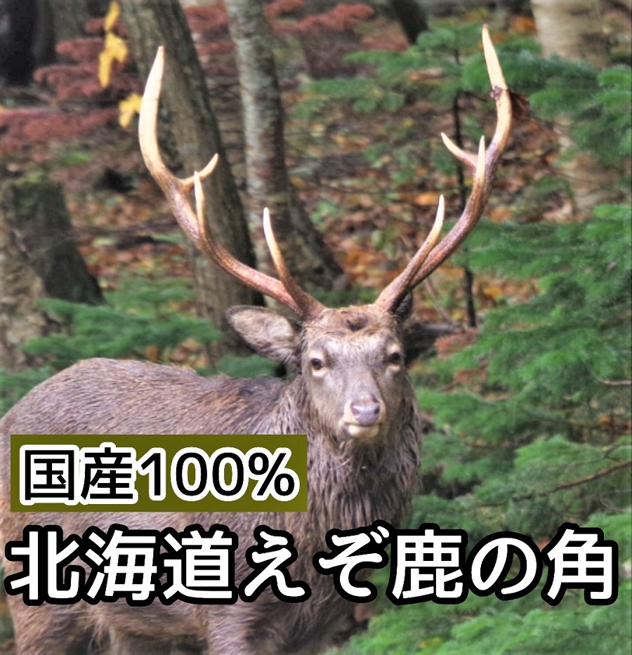 楽天市場】鹿の角 犬 長さ15cm 丸型 Mサイズ 1本 長持ち 国産 北海道