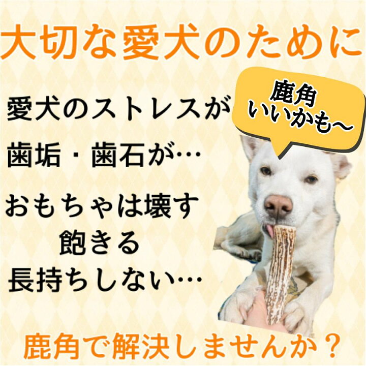 楽天市場 鹿の角 犬 おもちゃ 鹿角 長持ち 国産 北海道 長さ約15cm 半割 1本 天然 エゾ鹿角 グッズ 玩具 デンタルケア ガム 歯磨き 小型犬 中型犬 大型犬 愛犬スティック 角 しか えぞ鹿 歯周病 えぞ鹿工房カルペ