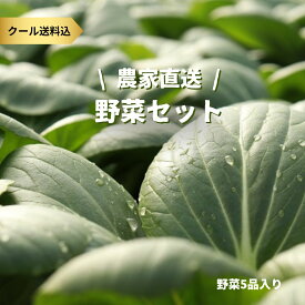 農家直送お野菜セット Sサイズ 岩手県 農家 野菜セット 野菜詰め合わせ 5品 小松菜 ほうれん草 チンゲン菜 人参 水菜 サニーレタス グリーンリーフ 大根　おまかせ 送料無料 クール便 産地直送 穫れたて 新鮮 お取り寄せ