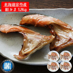 y V z-  -   300g     󂠂 Ⓚ H TP  T[ @J Iz[cNC  Yn kC @J ts y  䒆 a v