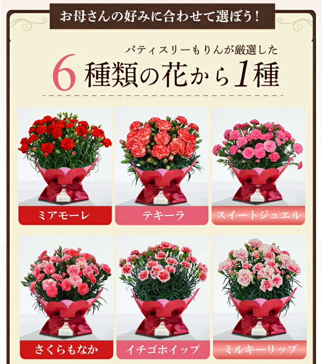 楽天市場 P2倍 母の日 プレゼント 花 鉢植え スイーツ ギフト 花とスイーツ セット 送料無料 カーネーション 5号 生花 花 スイーツ 食べ物 女性 お母さん 義母 母 祖母 継母 おばあちゃん 選べる花鉢 厳選焼き菓子詰め合わせ 無料ラッピング付き Morin もりん