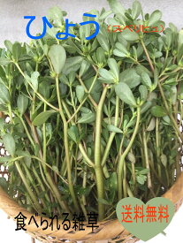 【ひょっとして良いことが起こる？】「スベリヒュ」 食べられる雑草 ケンミンショー 干してひょう干しに 茹でてからし醤油 酒のつまみ 煮物 スベリヒユ ひょう草 山菜 山形 県 山形 名産 ご当地グルメ お取り寄せ