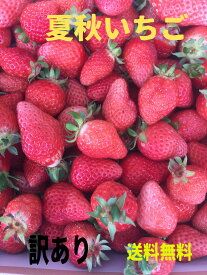 いちご 夏イチゴ お菓子作り ケーキ作り ジャム スムージー ジュース 国産いちご 36〜24粒 2トレイ 送料込み 【ただし、北海道300円、中国、四国、九州地方の方は別途料金お願いします】r冷蔵にて発送