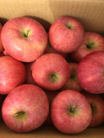 山形県 【りんご約5kg 】 山形県産 10〜22個(大きさにより異なります） 葉とらずりんご リンゴ　自宅用 家庭用 色むらあり 美味しい ジャム リンゴ酢 ジュース 林檎 くだもの フルーツ 果物