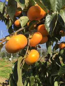 R`Y j`Ђ炽˂Ȃ `p `F 