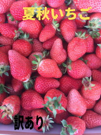 夏秋いちご　いちご　夏イチゴ　お菓子作り　ケーキ作り　国産いちご　36〜30粒×1トレー 送料無料 【ただし、北海道300円、中国、四国、九州地方の方は別途料金お願いします】