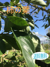 柿の葉　生柿の葉青　葉っぱの販売　柿の葉寿司の材料　生の葉っぱ30枚　国産　送料無料