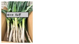根付き ねぎ ちょっと訳あり 薬味、鍋物、焼き物、焼き鳥、栄養、